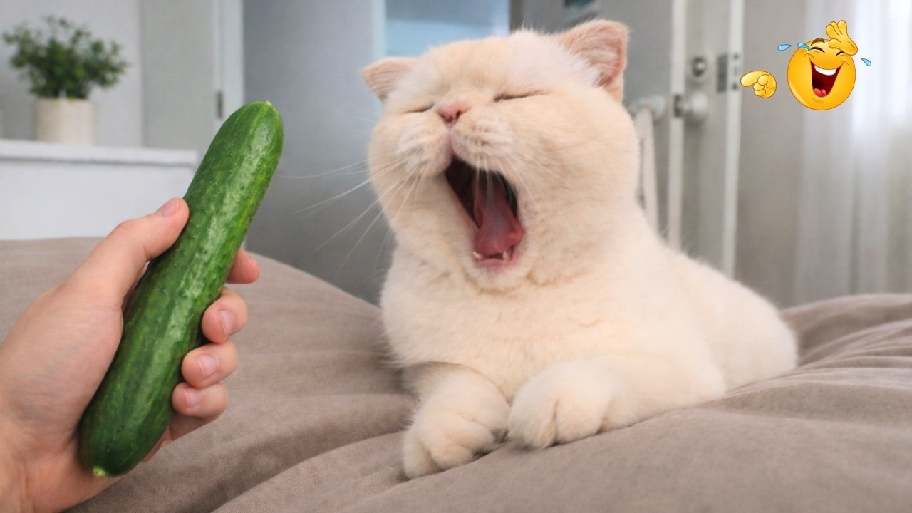 Cats, kittens, puppies and dogs are an inexhaustible source of laughter🐾