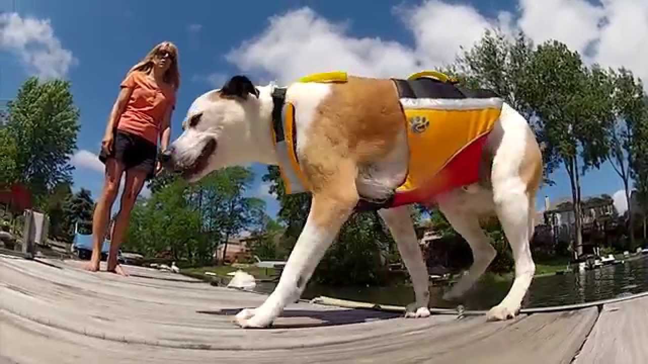 The Urban Dog