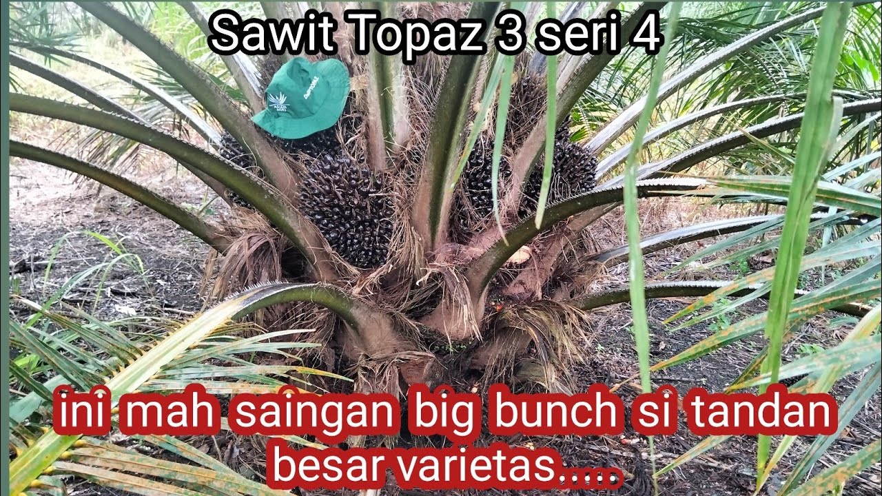 Sawit topaz 3 seri 4 ekona big bunch
