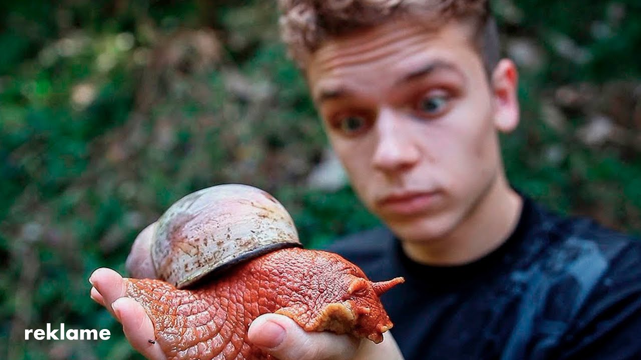 GIGANTISKE DYR