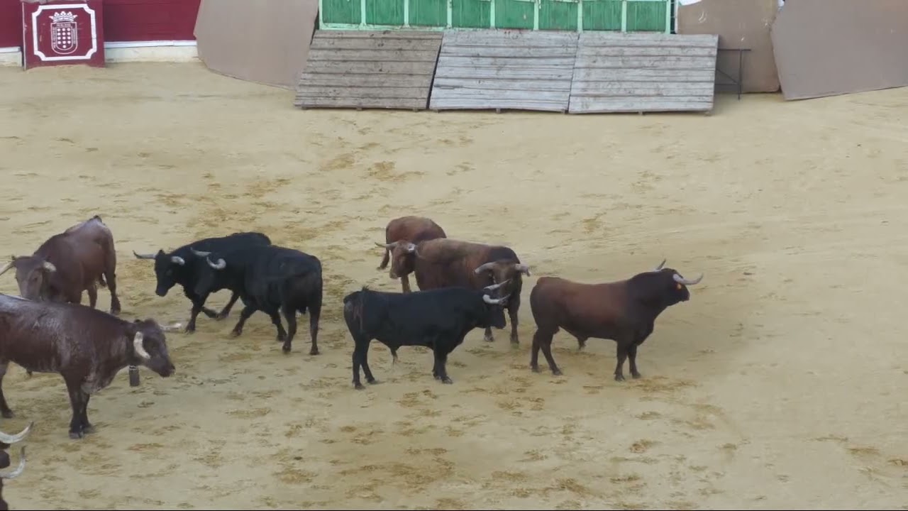 Desenjaule de los toros de los encierros de San Antolín 2022