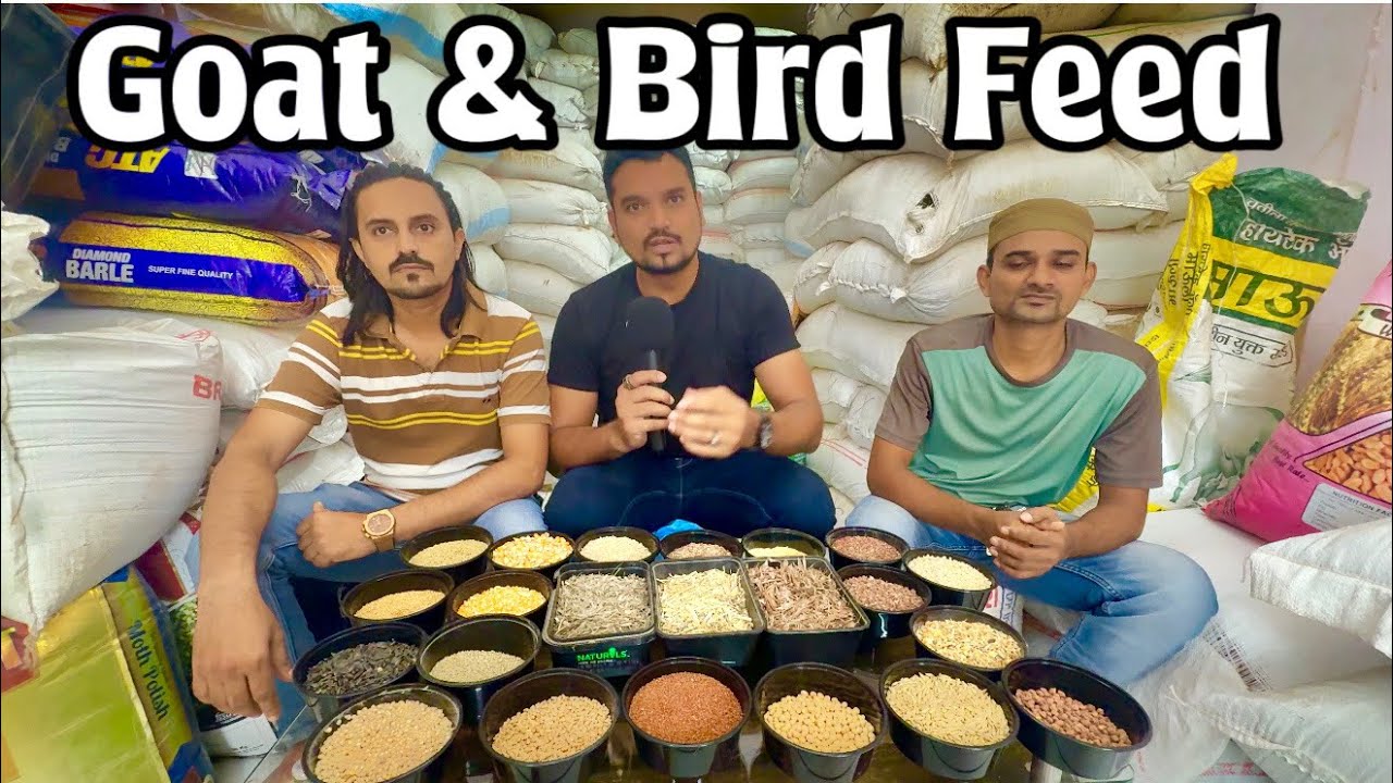 Super Agro Feeds Jogeshwari (W) Mumbai | Goat Feed, Bird Feed, Wooden Pallets