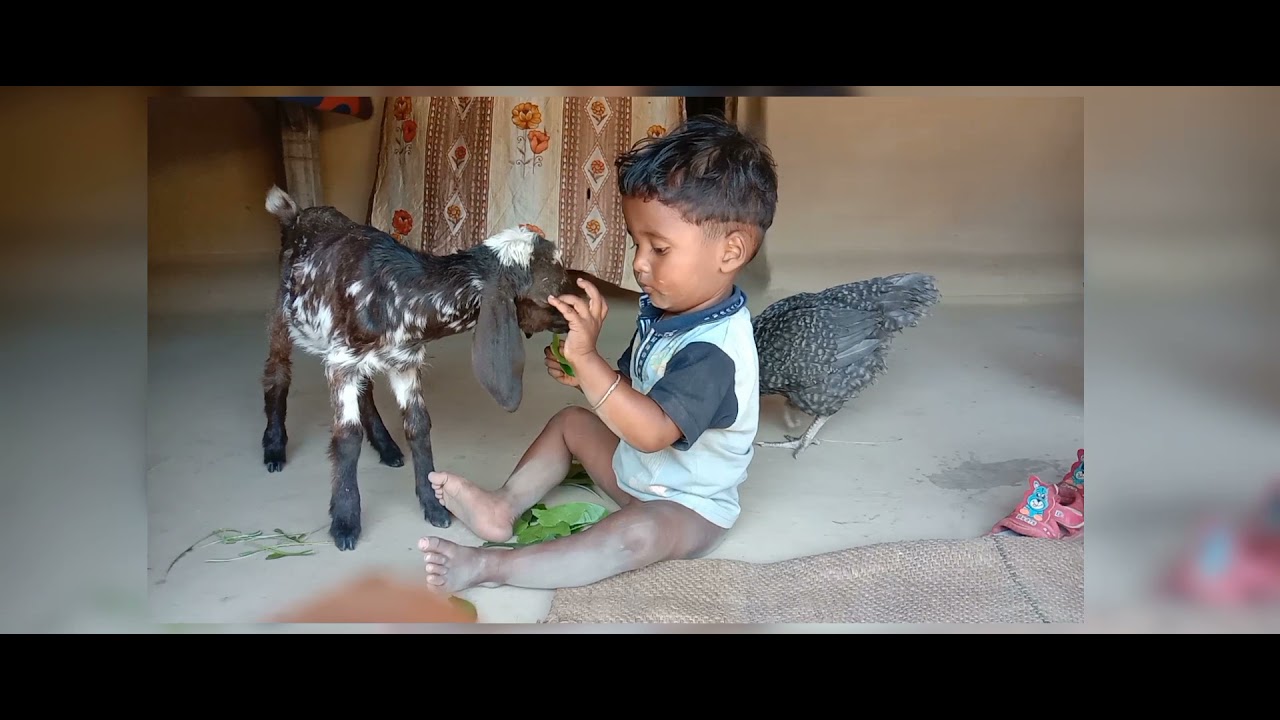 chhoti pyari bakri