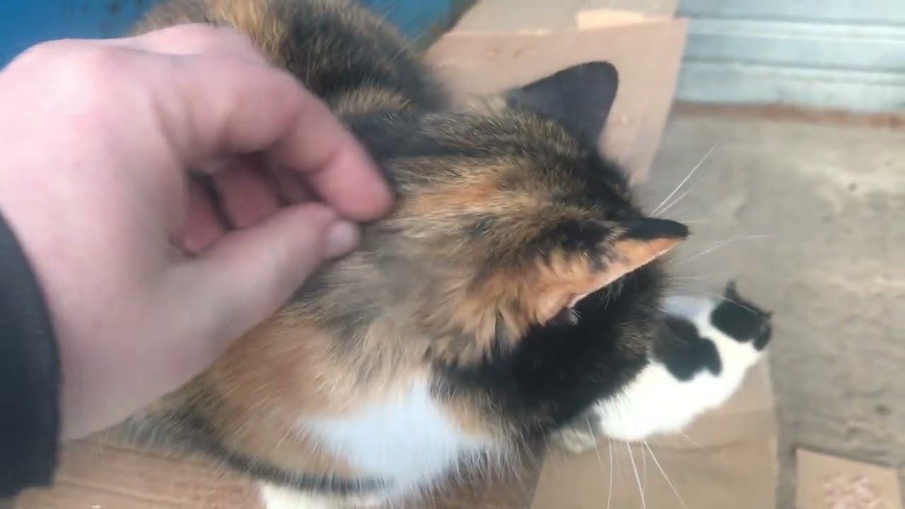A tricolor cat comes to a man every morning.