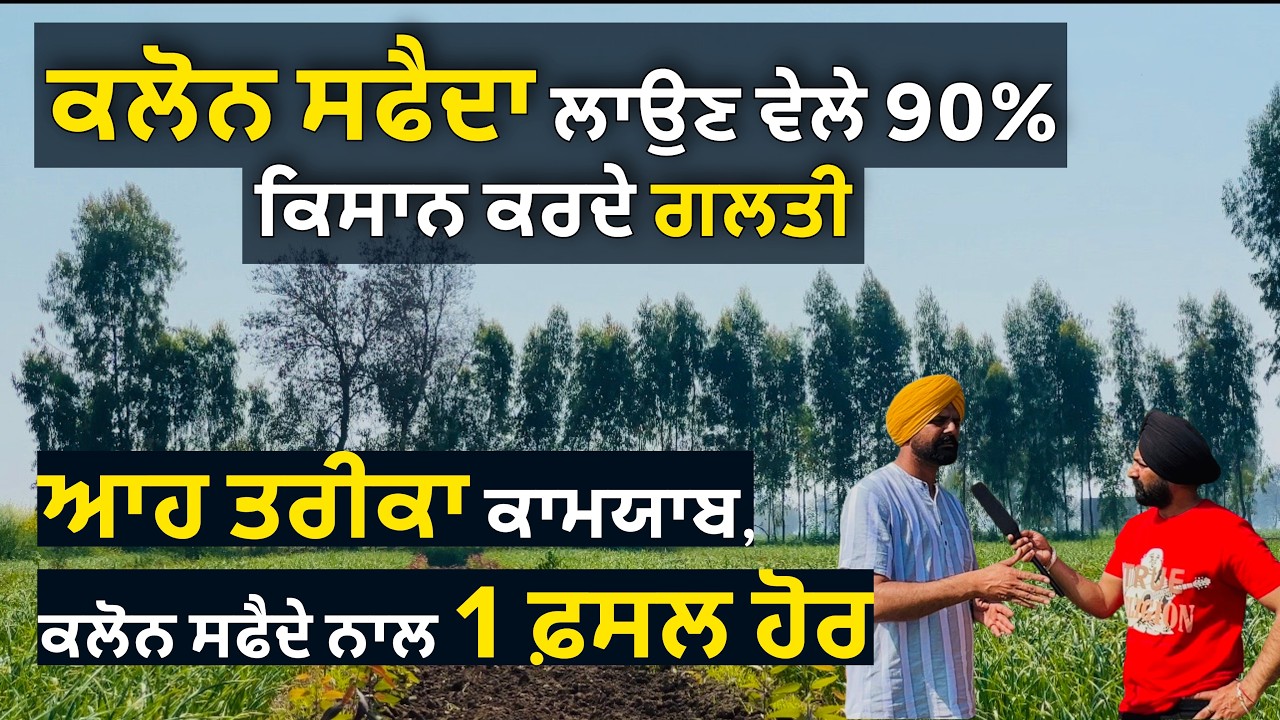 ਕਲੋਨ ਸਫੈਦਾ ਲਾਉਣ ਵੇਲੇ 90% ਕਿਸਾਨ ਕਰਦੇ ਗਲਤੀ, ਆਹ ਤਰੀਕਾ ਕਾਮਯਾਬ | Punjab Aala Podcast