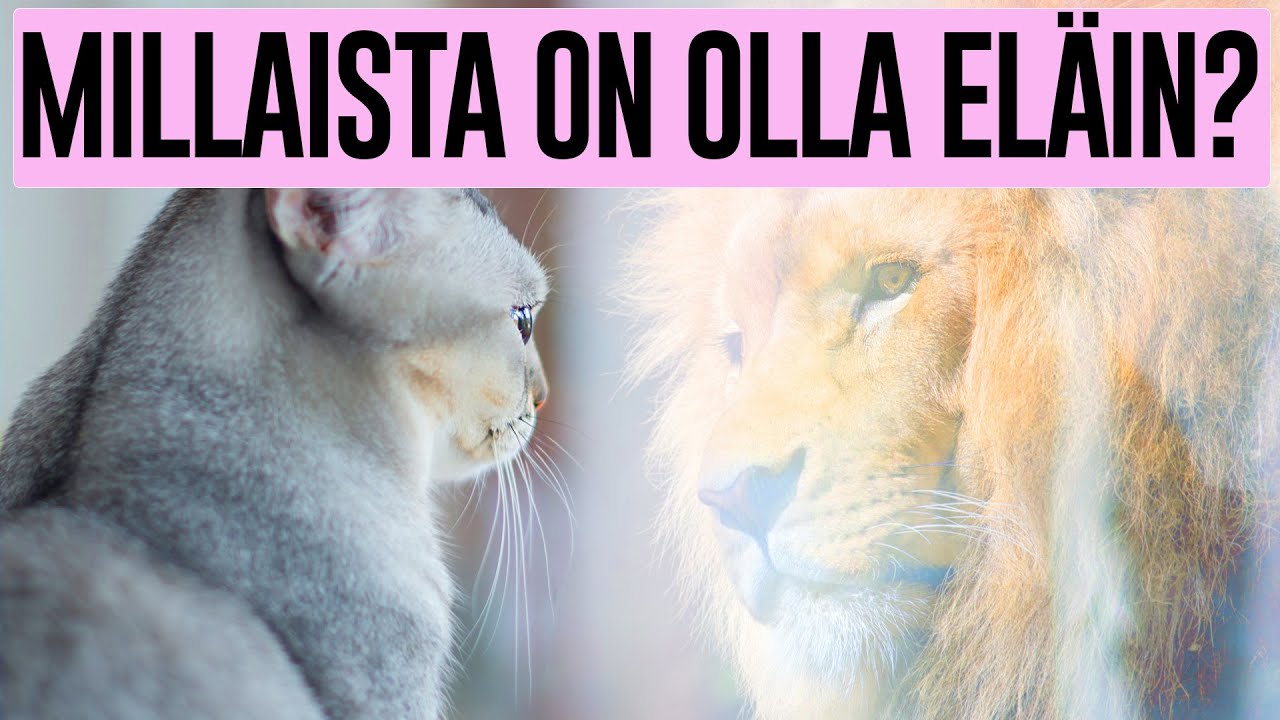 MILLAISTA ON OLLA EL&Auml;IN?