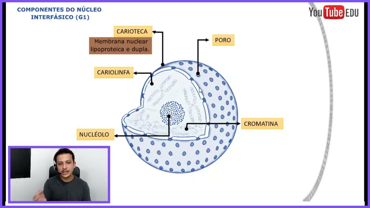 N&uacute;cleo Celular - Carioteca | Cromatina | Poro | Cariolinfa | Nucl&eacute;olo - Citologia