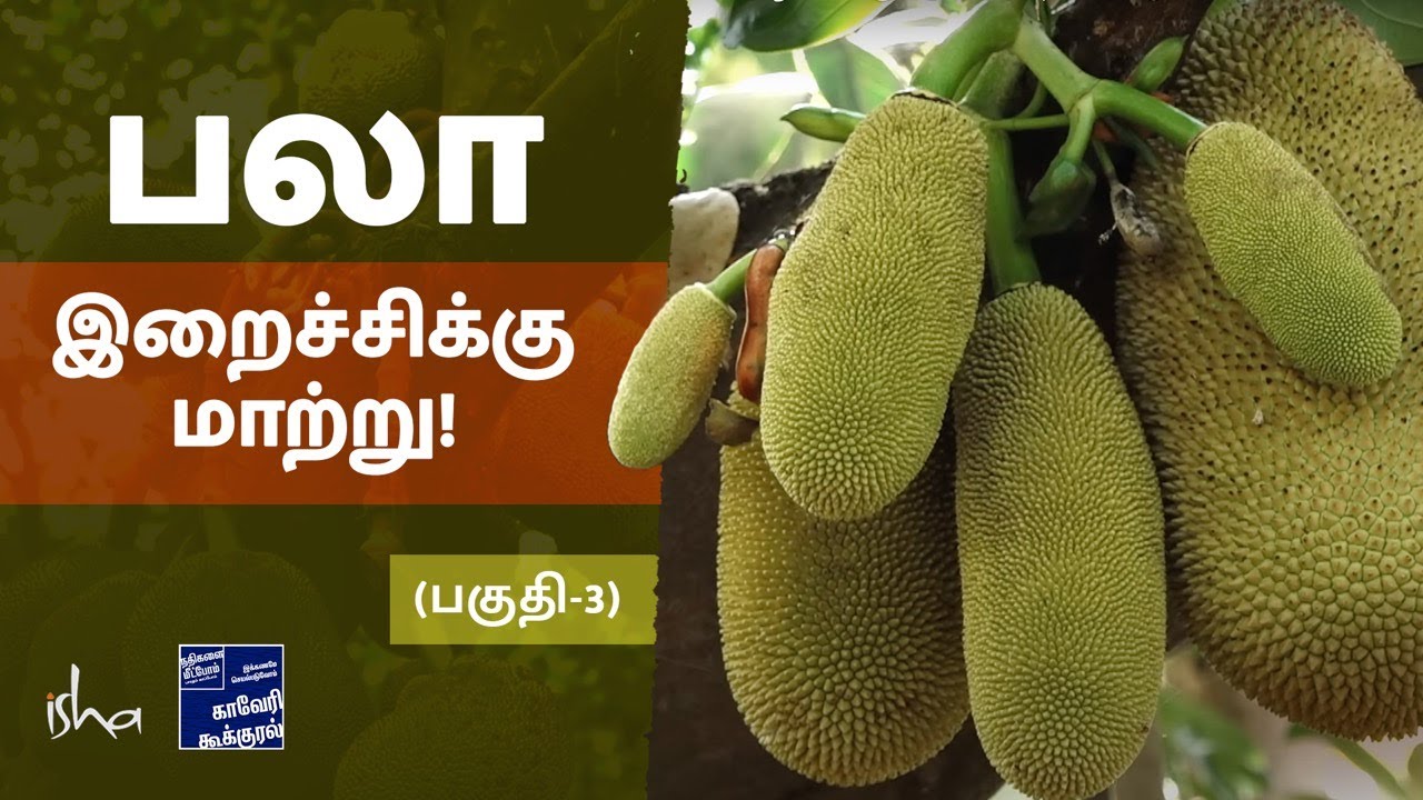 பலாக்கறி இறைச்சிக்கு பதிலாக ஒரு சரிவிகித உணவு