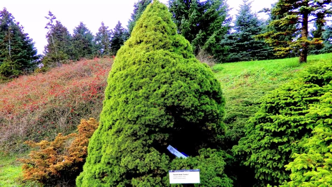 OGRÓD BOTANICZNY JESIENNE WIDOKI   BYDGOSZCZ MYŚLĘCINEK