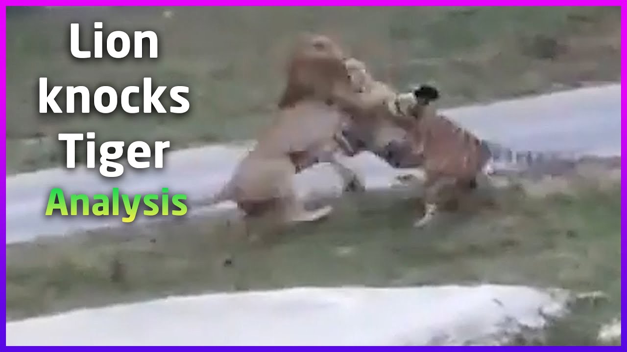 Lion Knocks Tiger With One Blow | Analysis | Hit or miss?