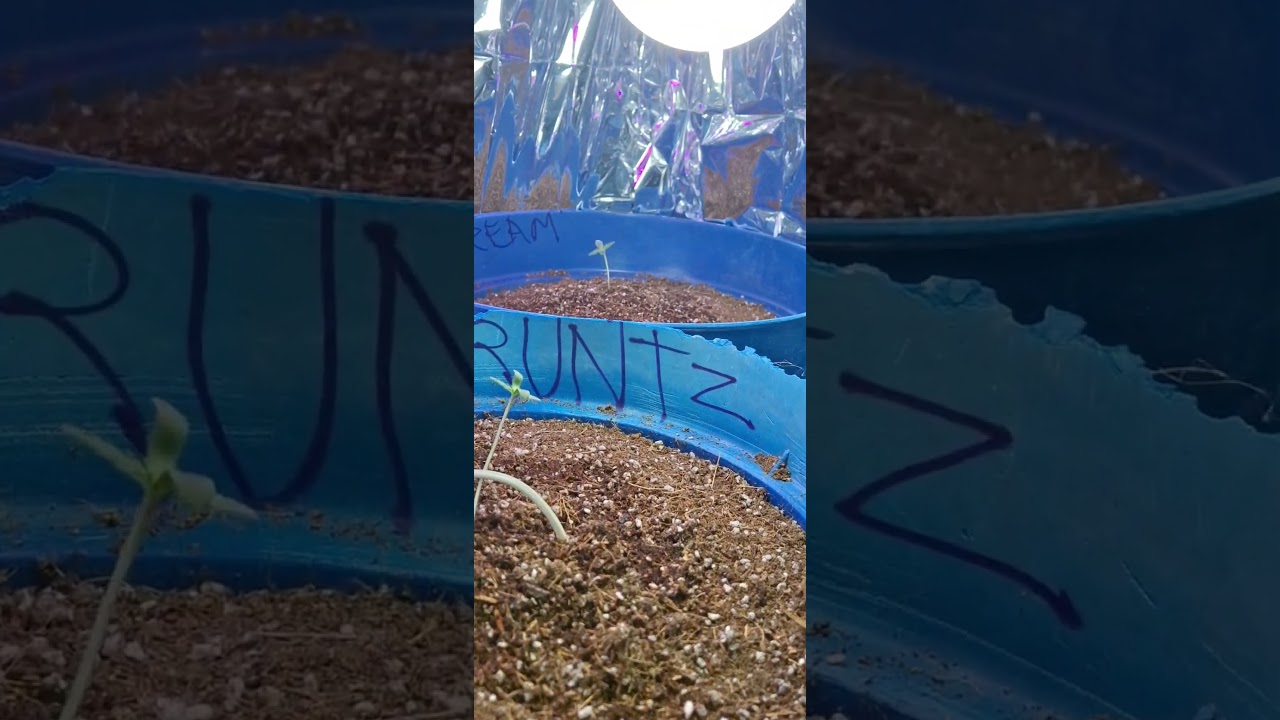 Seguimiento Auto Blue dream y Auto Runtz.
