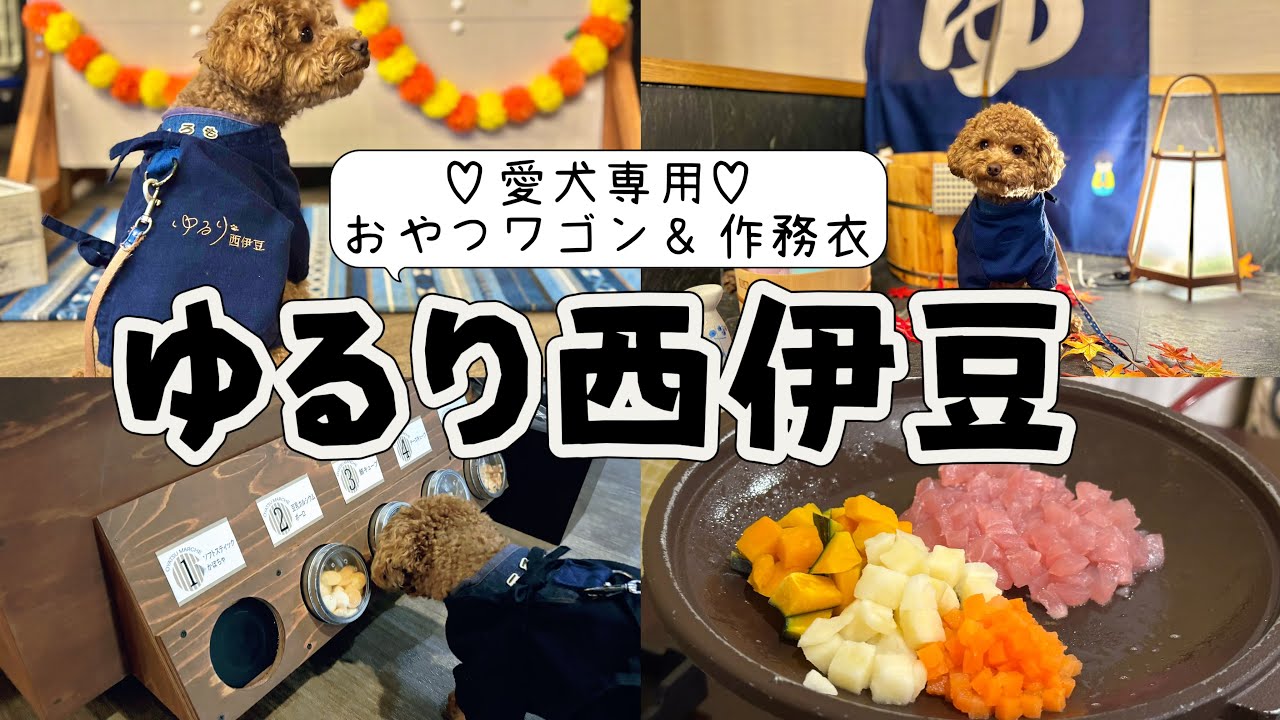【犬連れ旅行】秋の土肥温泉🍁愛犬ファーストな温泉宿ゆるり西伊豆！わんこが選べるおやつワゴン🍪可愛すぎるわんちゃん用作務衣の貸し出しも！
