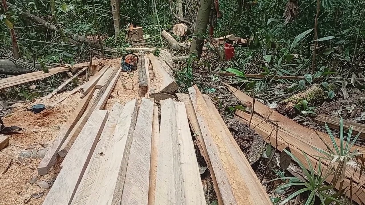 Kayu bergetah