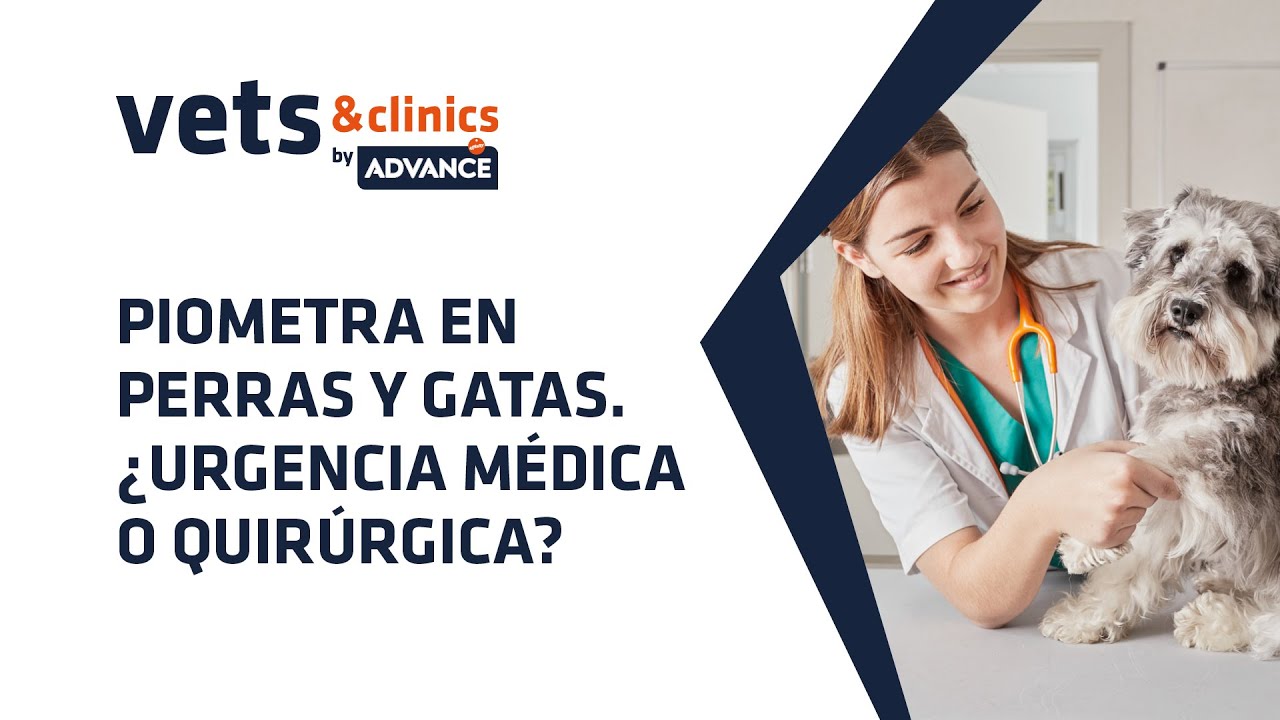 12.ES Piometra en perras y gatas. ¿Urgencia médica o quirúrgica? (Dr. Fernando Mir)