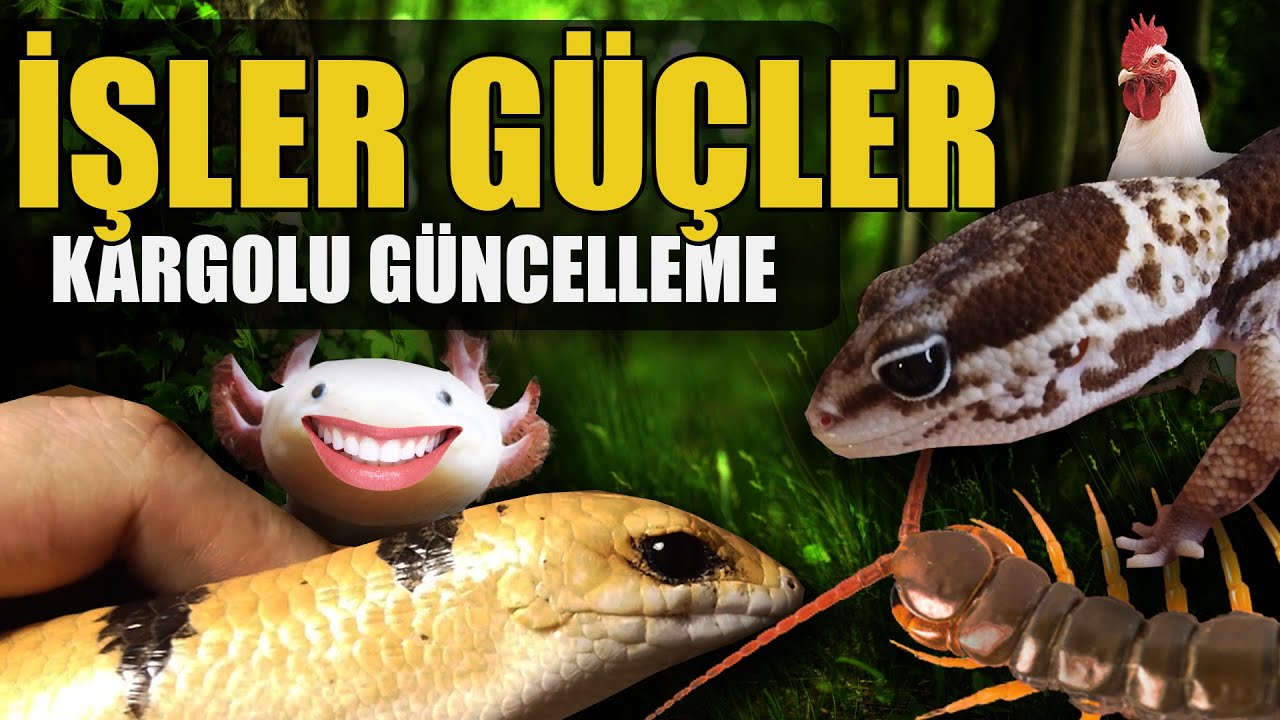 #KÇ9 AXOLOTL AFİYETTE! KARGO AÇILIM VE ROBOTİK İŞLER