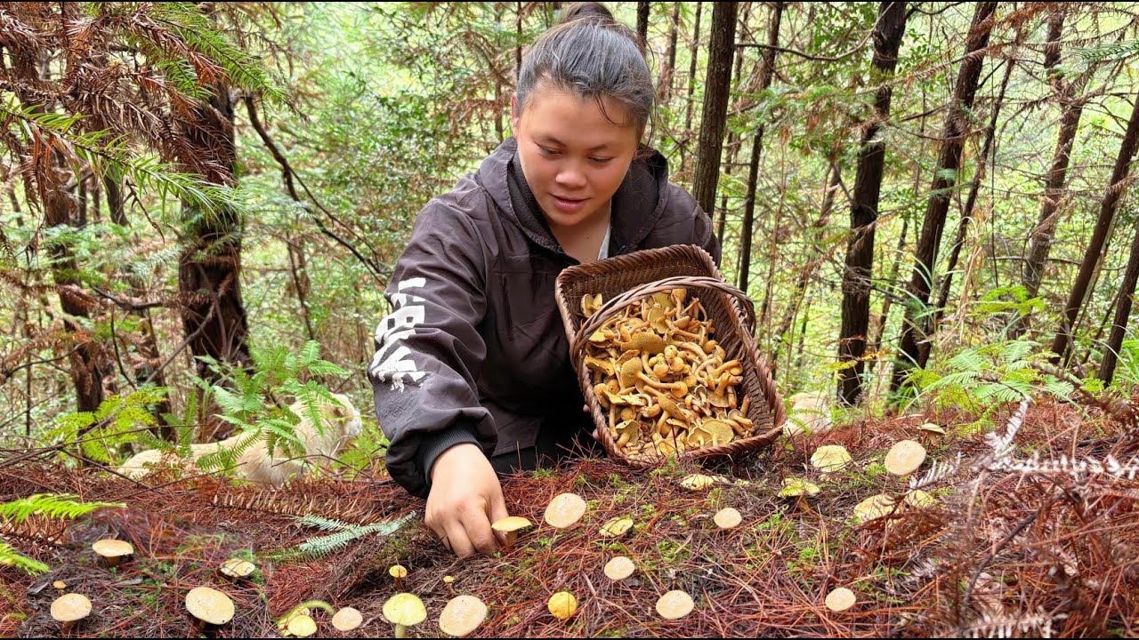 今天欧妹去山里摘了很多蘑菇 Today I went to the mountains and picked a lot of mushrooms