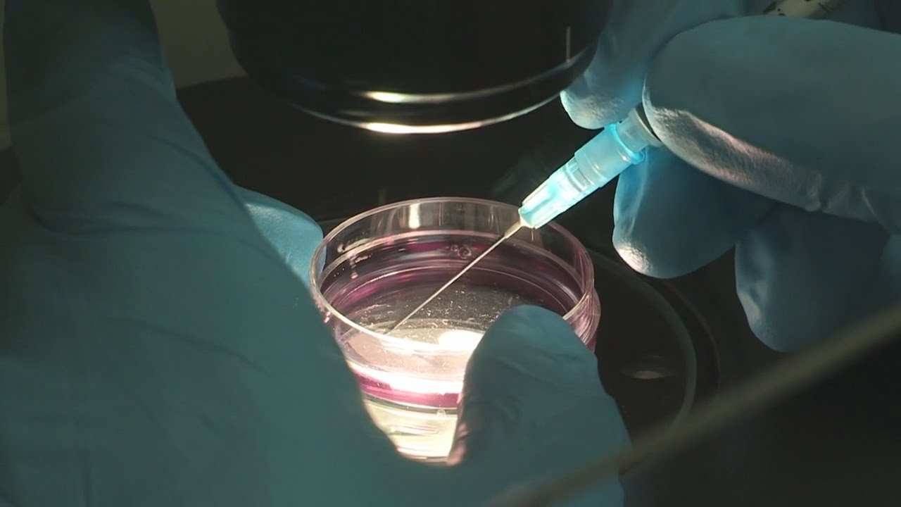 MOOC côté labo : La reprogrammation cellulaire au laboratoire