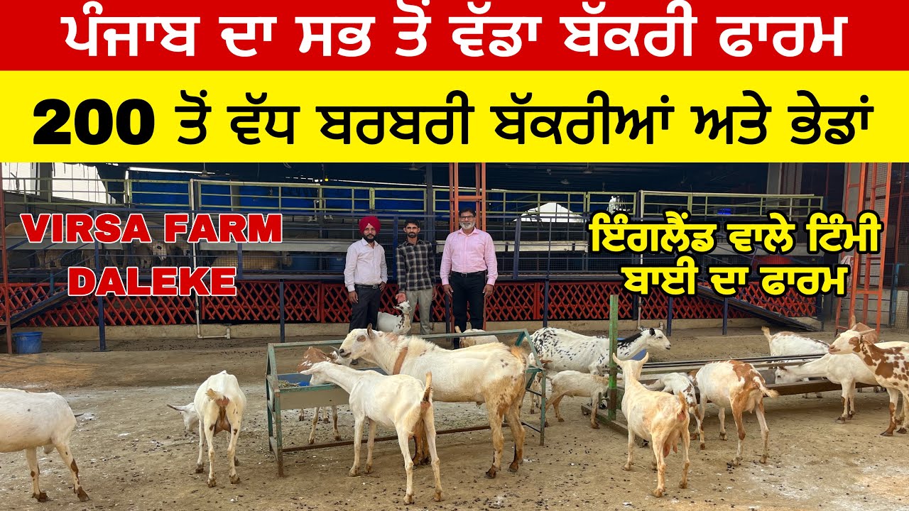 ਪੰਜਾਬ ਦਾ ਸਭ ਤੋਂ ਵੱਡਾ ਬੱਕਰੀ ਫਾਰਮ 200 ਤੋਂ ਵੱਧ ਬੱਕਰੀਆਂ ਅਤੇ ਭੇਡਾਂ | virsa farm daleke | Barbari bakri