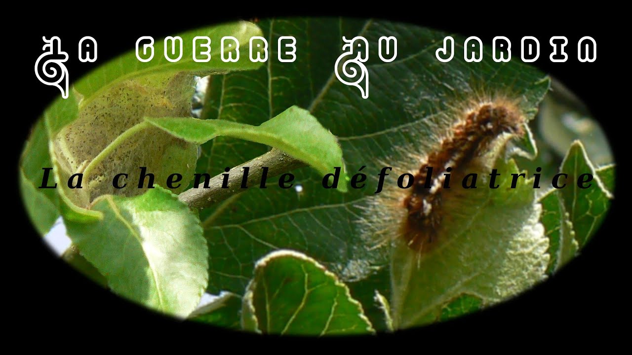 Comment combattre les chenille défoliatrice ?