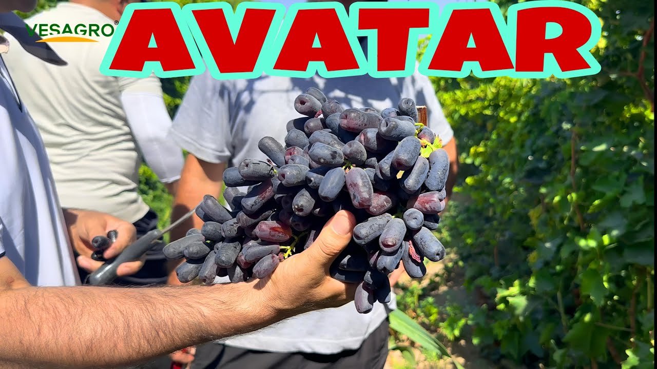 АВАТАР ЎЗБЕКИСТОНДА 🍇