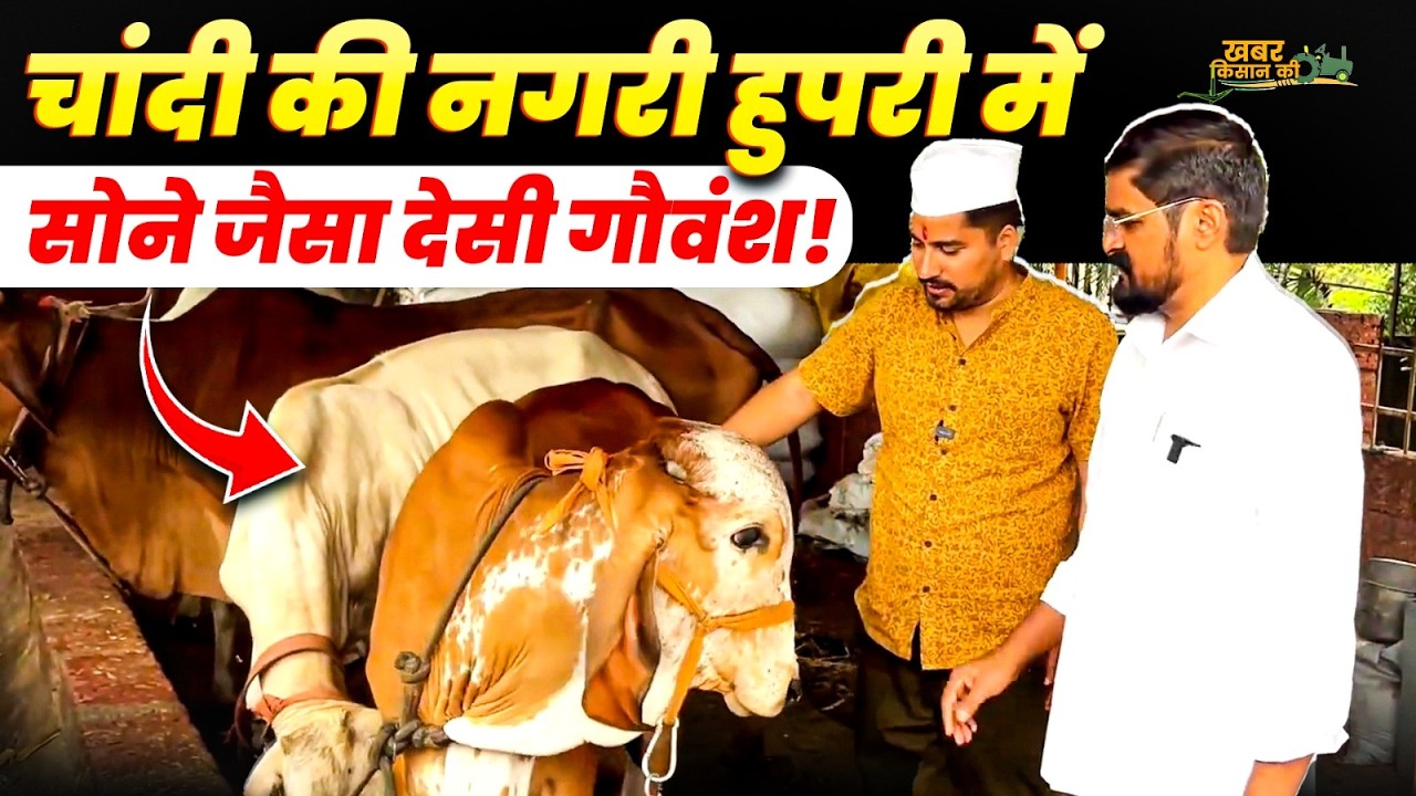 चाँदी की नगरी हुपरी में मिला ऐसा कारीगर 😳👉जिसने पूरा घर बना दिया देसी गायों की सेवा का धाम