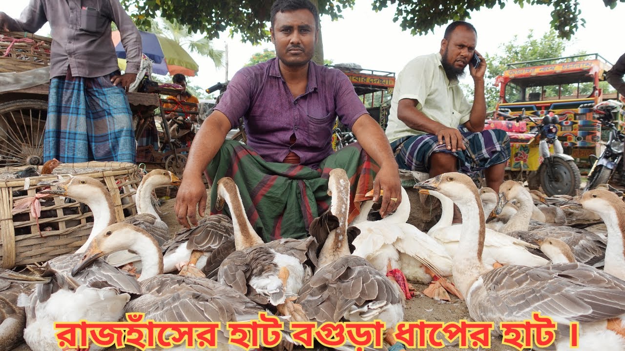 Raj haser hat Bogura Dhaper hat || রাঁজ হাসের  দাম ২০২৩