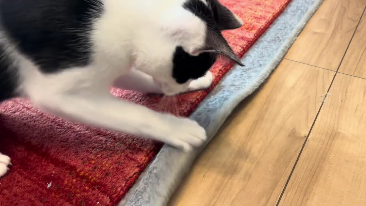 The carpet crusher