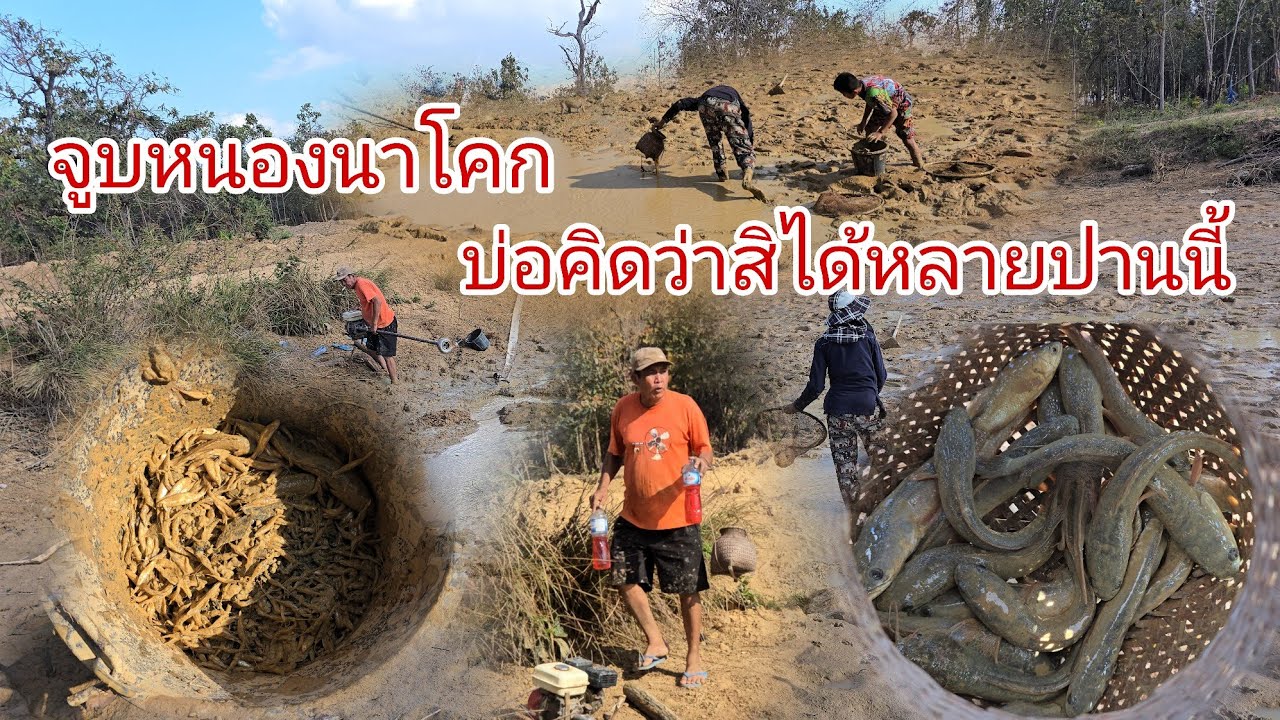 จูดหนองนาโคกยายเงิงบ่อคิดว่ากุ้งชิวสิหลายปานนี้
