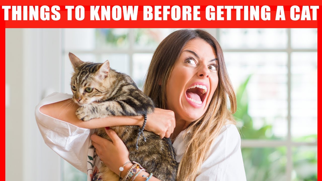 14 Things I Wish I Knew BEFORE Getting a Cat