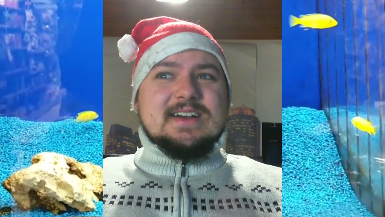 Haltung des Gelben Labidochromis im Aquarium Adventskalender #10