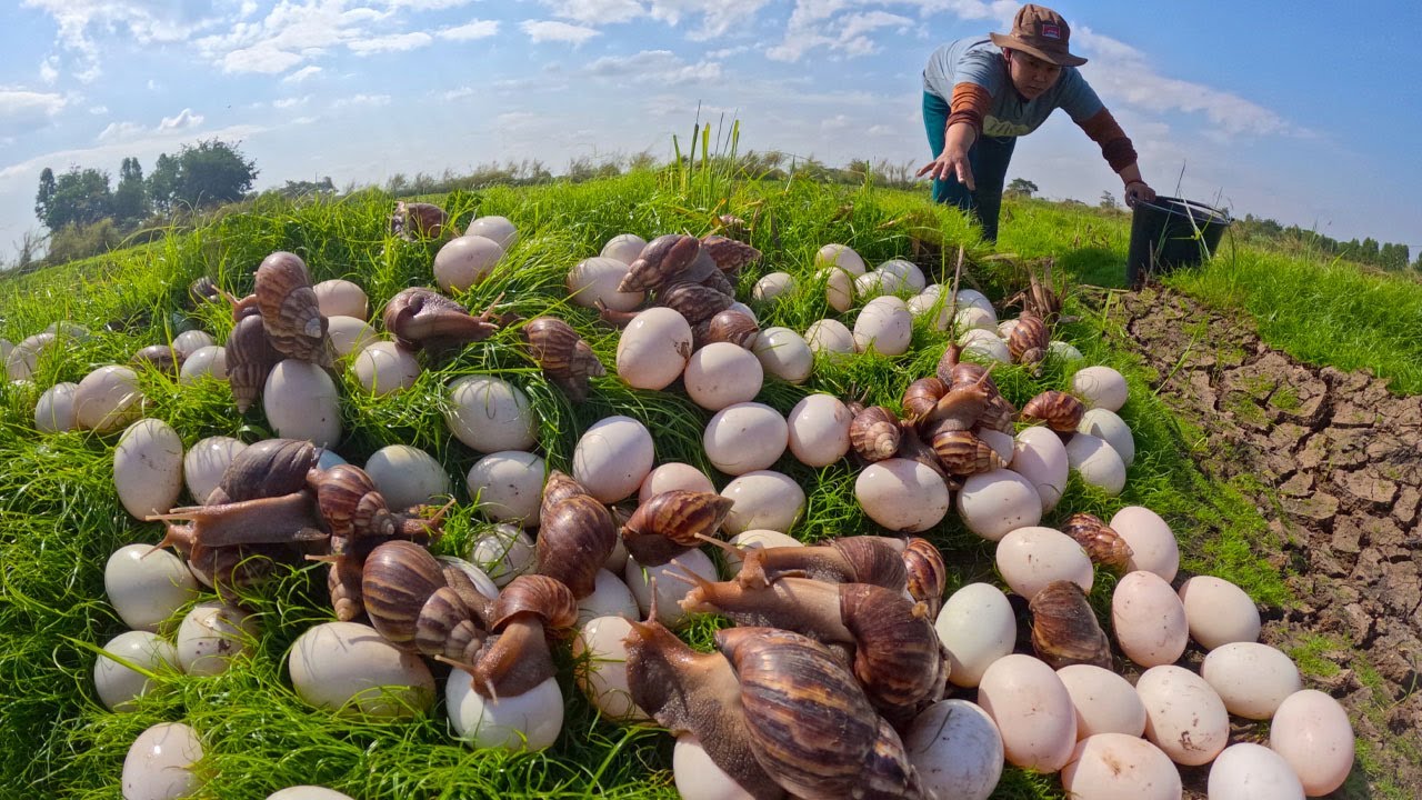 How to Harvest and Collect Giant Snail Eggs | Rural Life & Survival