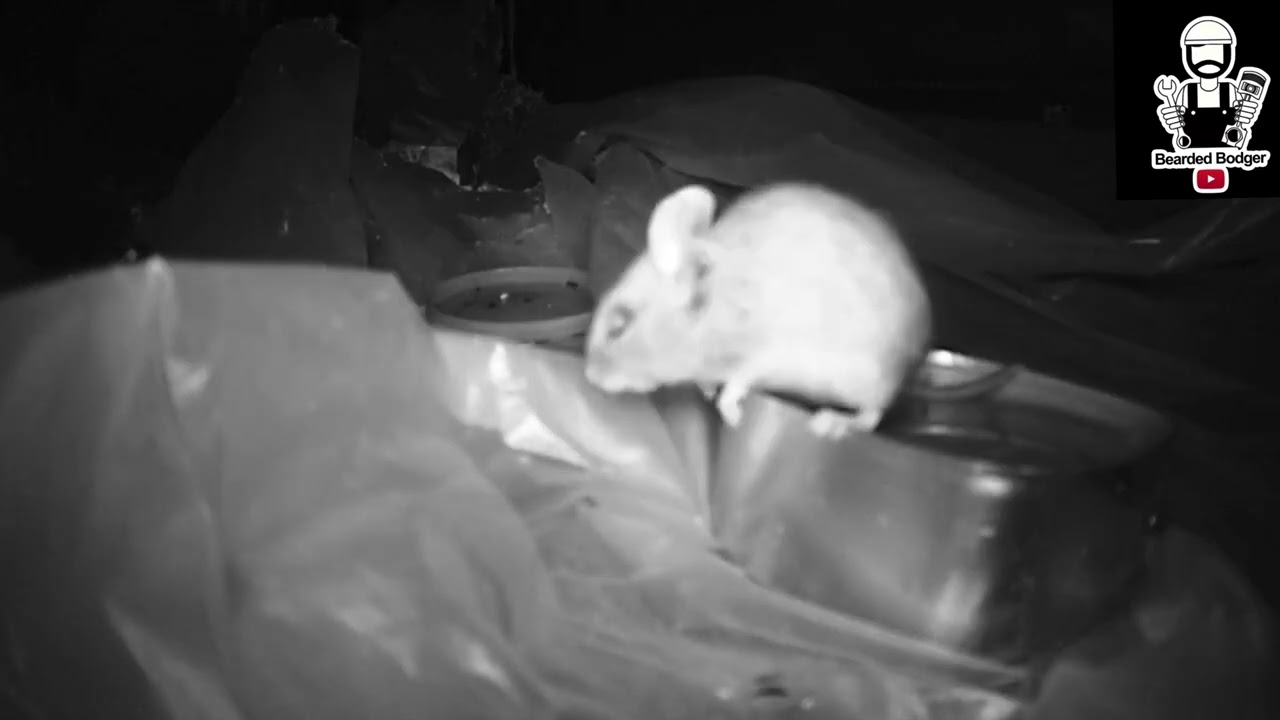 Mouse Cam