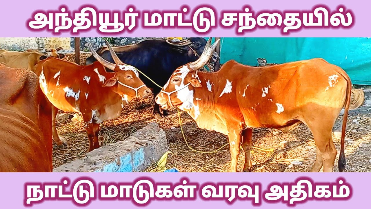 அந்தியூர் மாட்டு சந்தை காங்கேய நாட்டு மாடுகள் அதிக வரவு/Anthiyur cow market