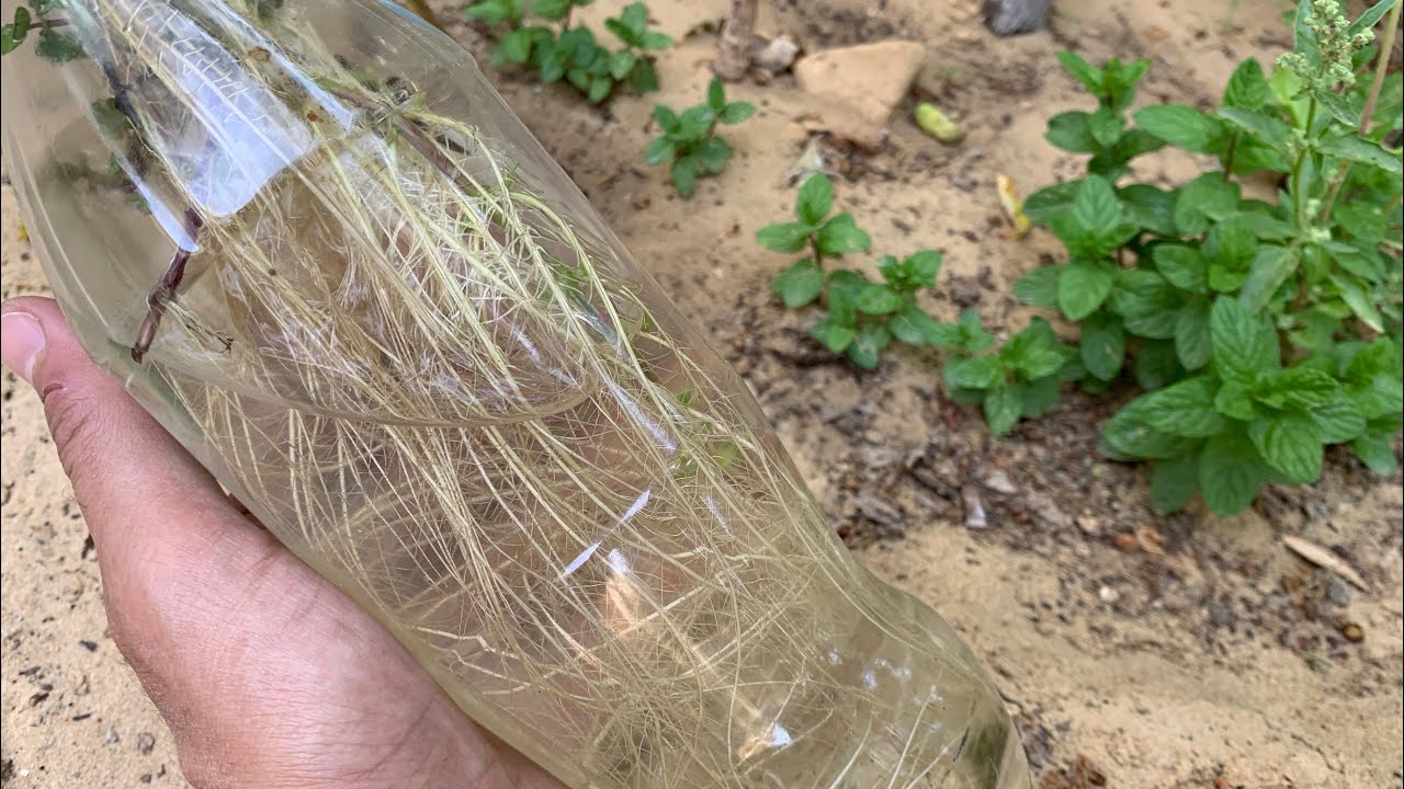 زراعة النعناع بأفضل طريقة وضمان عدم موته مستقبلًا بعد الزراعة 🌿