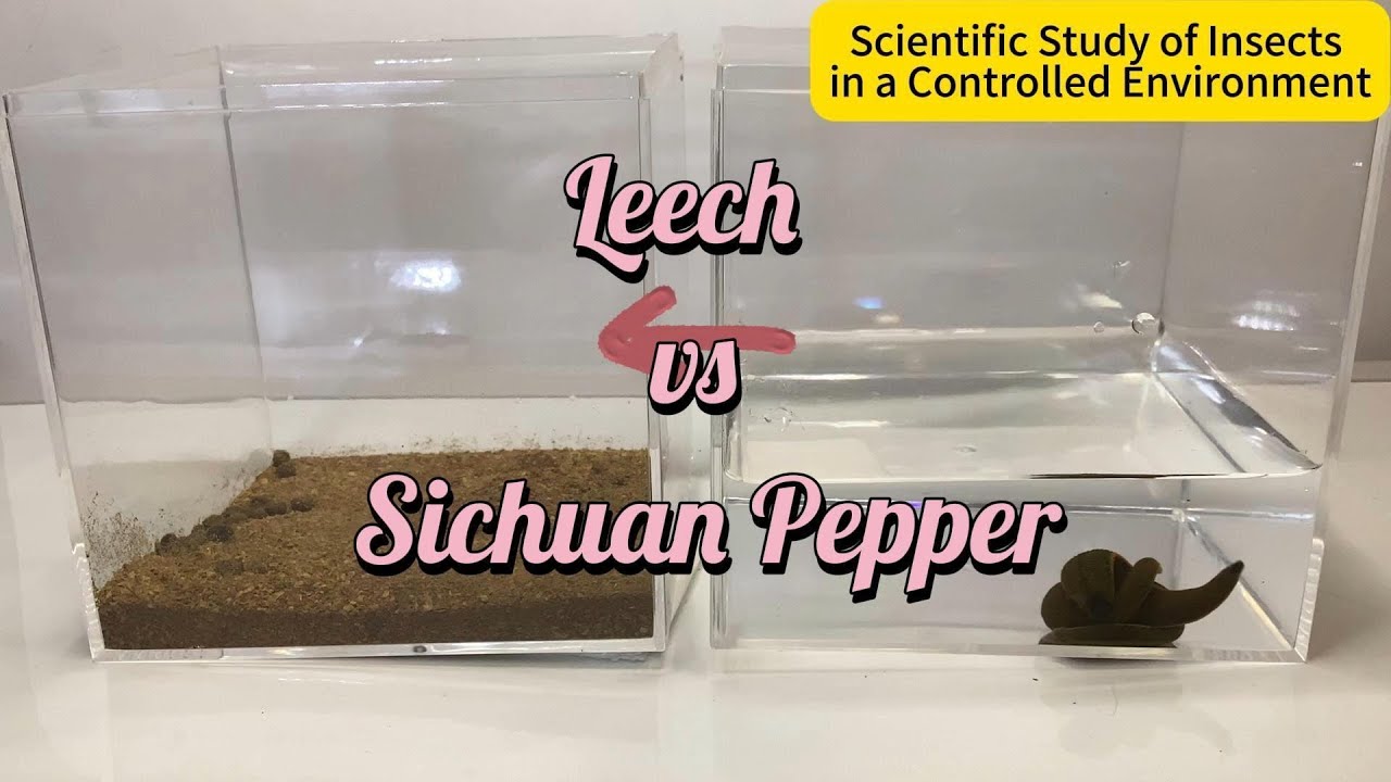 Leech vs. Sichuan Pepper