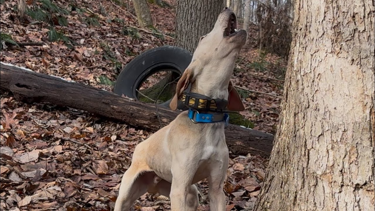 Squirrel dog on a drag