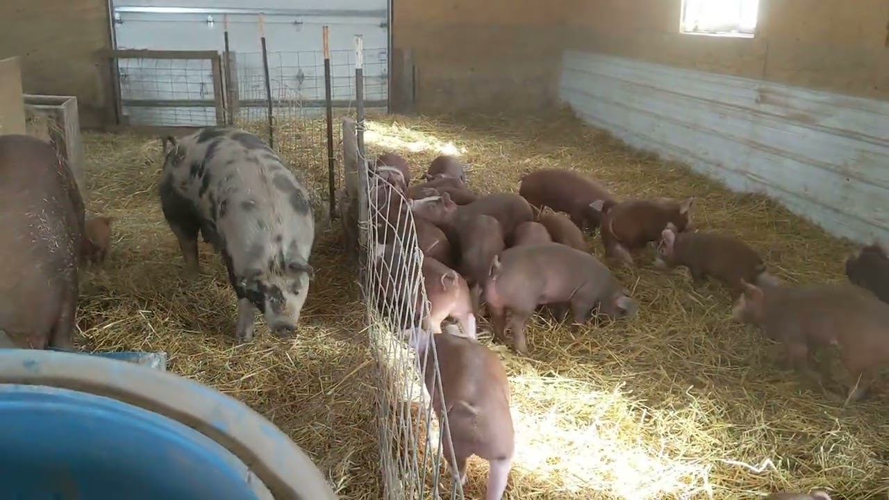 Farrowing barn update. Two age groups in the barn