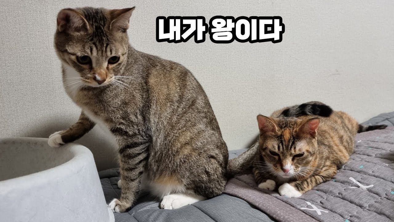 뚜가족 서열을 정해 주세요 (+보너스 영상)