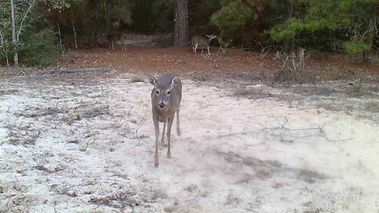 Northstar Ranch, Does hanging out
