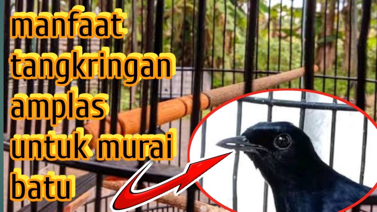 MURAI BATU‼️ MANFAAT TANGKRINGAN AMPLAS UNTUK MURAI BATU