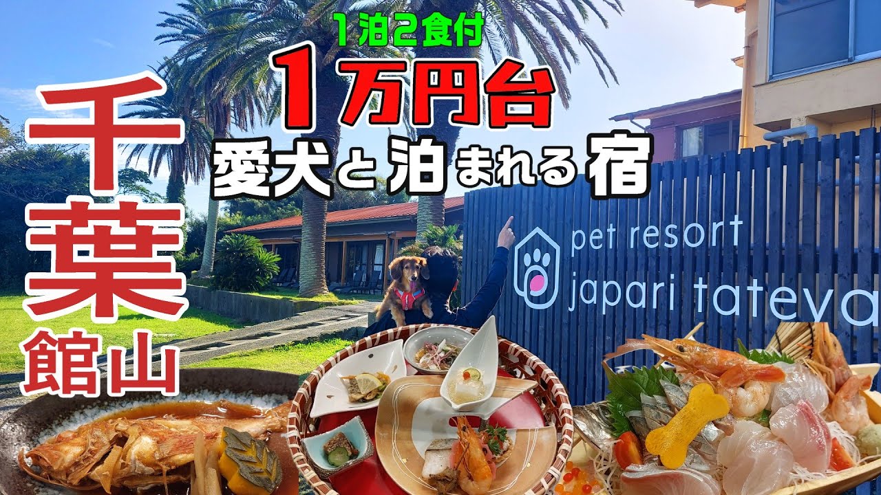 【犬と泊まれる宿】１万円台で寝る時も食事もお風呂も一緒！お部屋から直通で海へ行けるコスパ最強の #愛犬と楽しむ宿じゃぱり館山