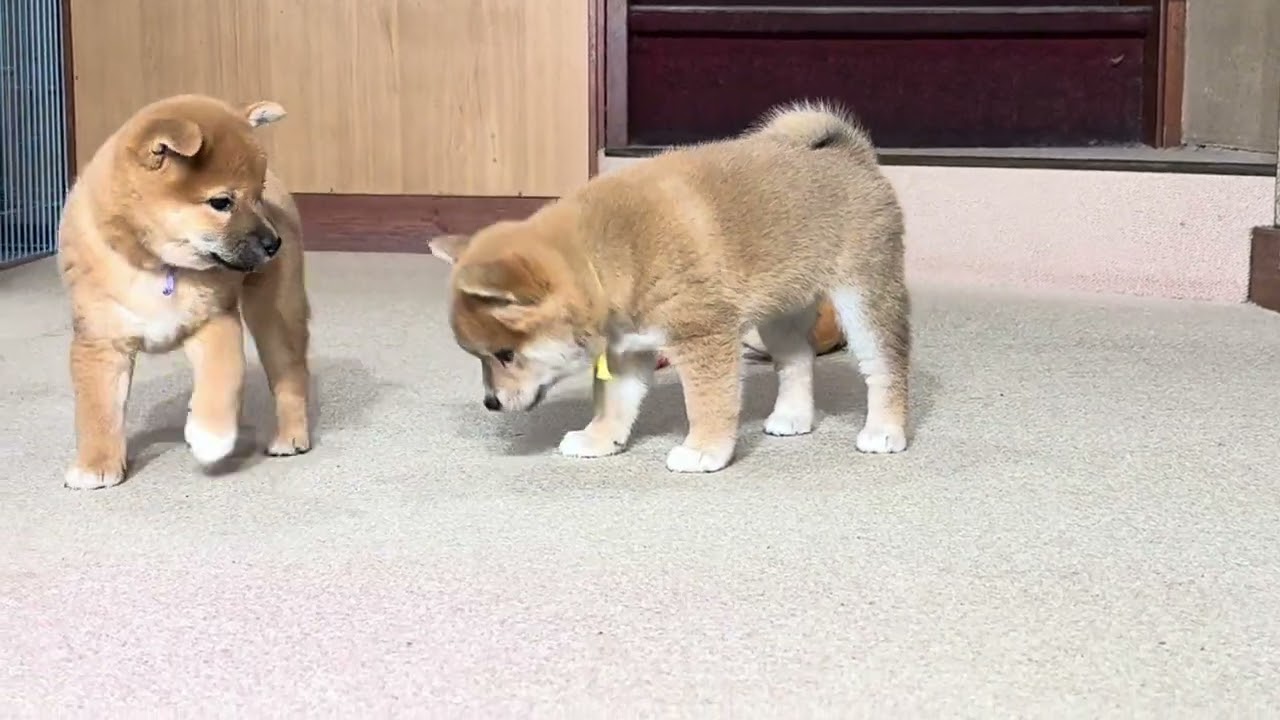 2025.11.05生まれの杏の子犬達、活発になりました