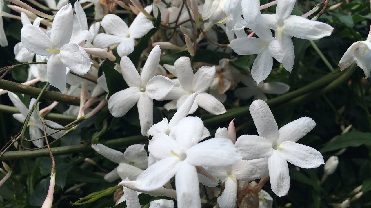 Выращивание зимнего жасмина (Jasminum polyanthum)