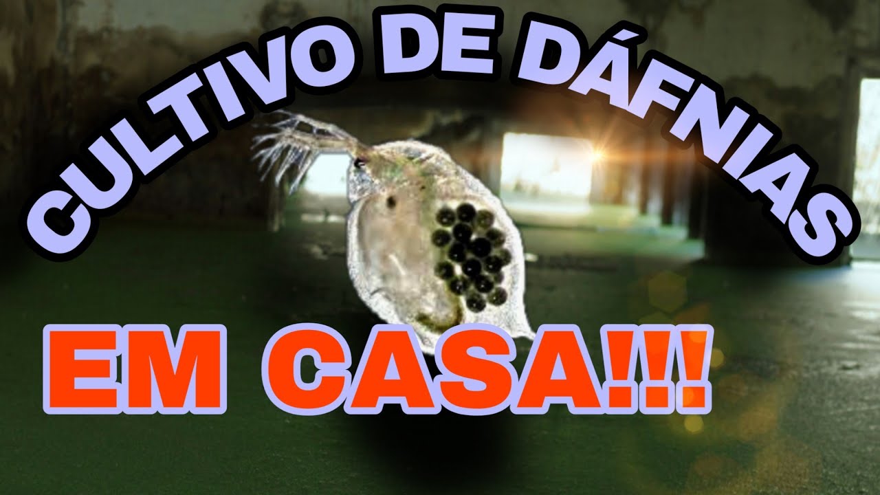 COMO CULTIVAR DÁFNIAS MODO ECONÔMICO
