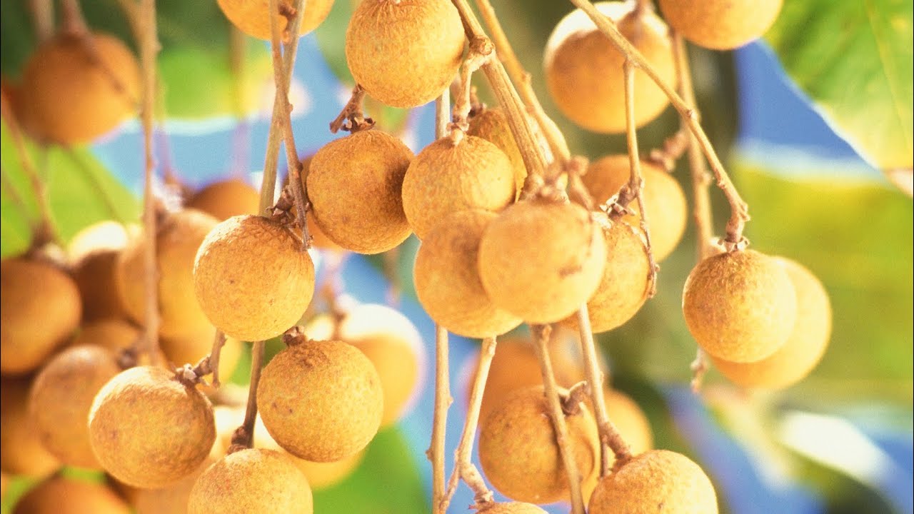 Longan  ( Ejderha gözü ) subtropikal meyvesi tadına bakıyorum ve detayları 