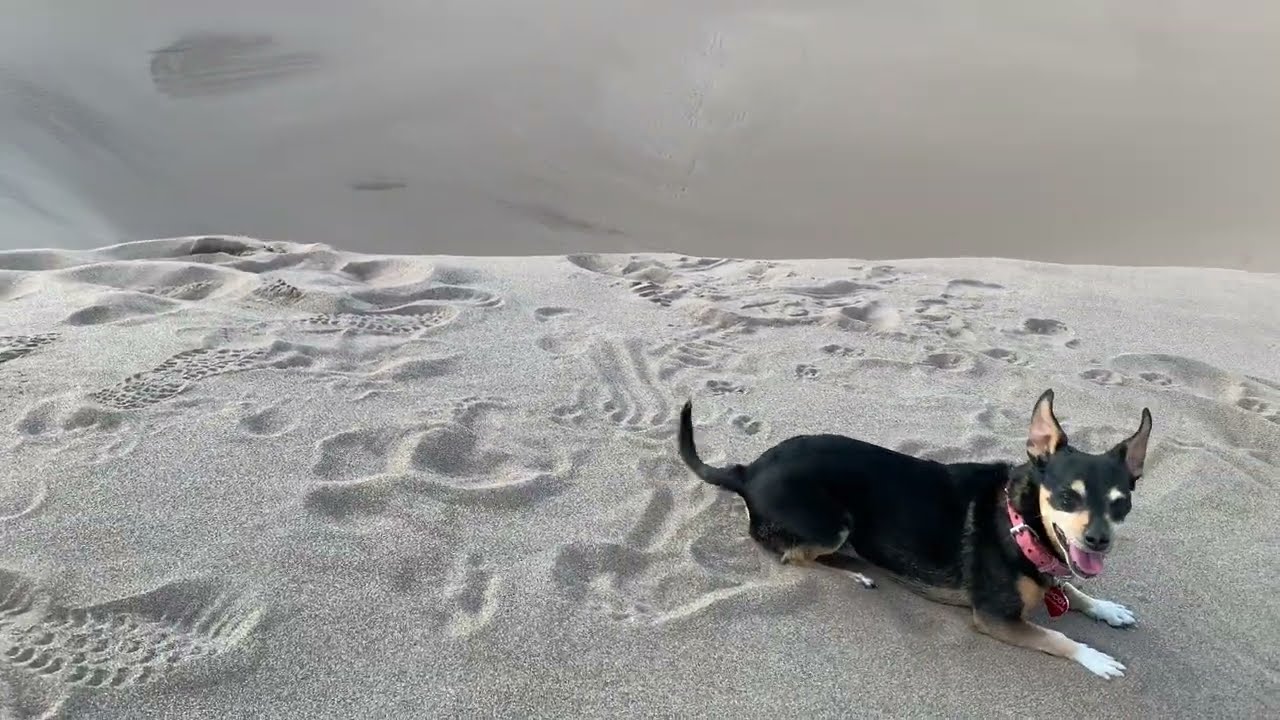 Brody The Dog Climbs The Great Sand Dunes AUG 6 2021