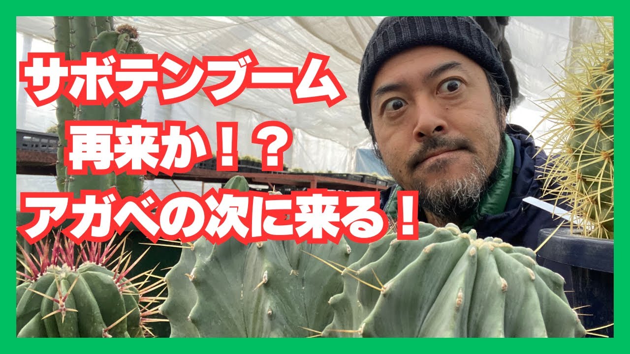 『サボテンブーム再来か！！』アガベの次に来ているサボテンの波、Catch The Wave Cactus Up！！