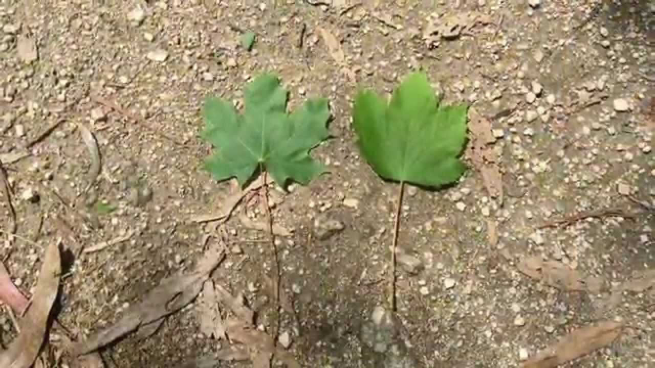 Paseo entre platanoides y pseudoplatanus