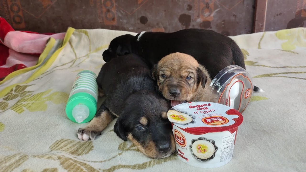 Bottle 🍼 Feeding Rescue Newborn Puppies 😢🐶 | Hungry Puppies Crying Loud for Milk