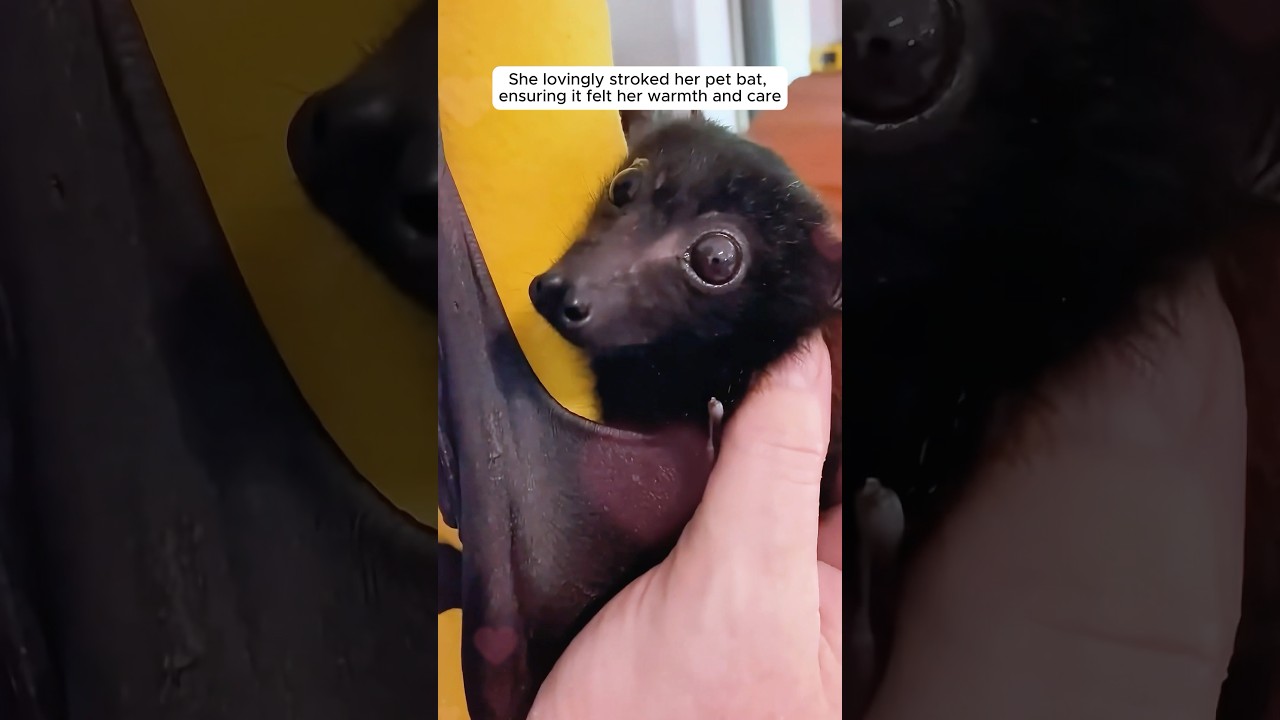 This woman found a tiny bat and adopted it
